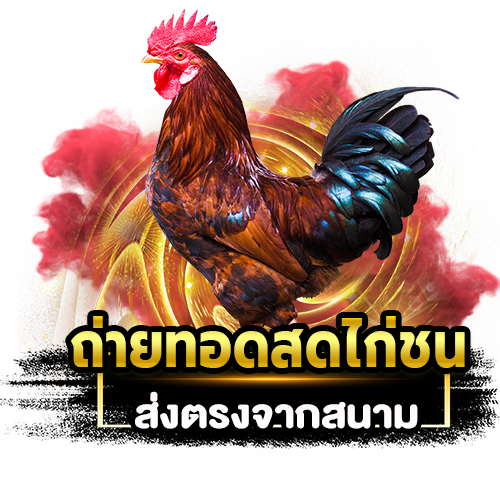 ถ่ายทอดสดไก่ชน