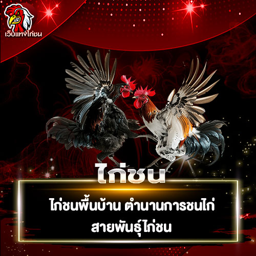 ไก่ชน