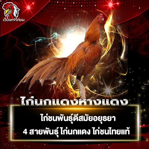 ไก่นกแดงหางแดง