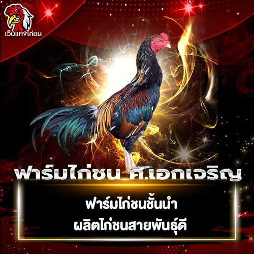 ฟาร์มไก่ชน-ศ.เอกเจริญ