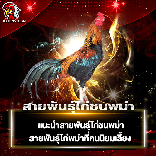 สายพันธุ์ไก่ชนพม่า