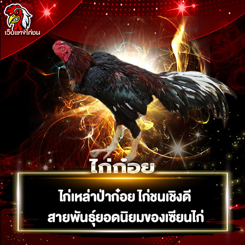 ไก่ก๋อย